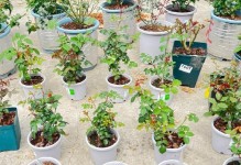 月季花根种植全攻略（从种植到护理，让你轻松拥有美丽的月季花）
