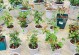 月季花根种植全攻略（从种植到护理，让你轻松拥有美丽的月季花）