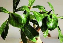 沙漠玫瑰（干旱挑战下的奇迹之花）