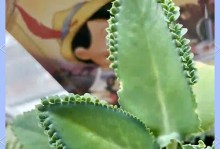怎么处理叶子断了的植物以落地生根问题？（叶子断了怎么办？如何促使植物以落地生根？）