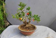 石榴树老桩养殖的全面指南（从种植到养护，学会这些技巧轻松养活石榴树老桩）
