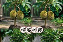 探秘榴莲盆栽的魅力与种植技巧（品味香气飘溢的榴莲，从盆栽开始）