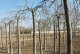国槐生长环境条件及特点（了解国槐的生长环境，让你的种植更有方向）