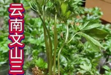 田七种植指南（从土壤到收成，打造田七的理想生长环境）
