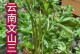 田七种植指南（从土壤到收成，打造田七的理想生长环境）