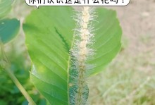 栗子与板栗的生长地点（探究栗子和板栗的生长环境及特点）