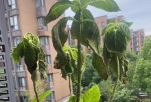 教你轻松应对绣球叶子蔫的种种情况（教你轻松应对绣球叶子蔫的种种情况）