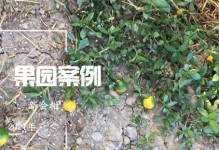 龙眼落果的成因及预防方法（探究龙眼落果的原因，让你摆脱龙眼减产的困扰）