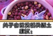 大白菊的养殖技巧与注意事项（打造盛开美丽的大白菊花海）