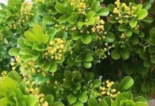 米兰花语深意解读（传递爱的语言，启发心灵的花卉艺术）