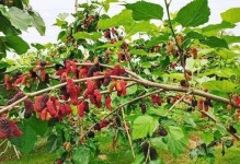 桑葚采摘时间和收获季节（掌握桑葚采摘时机，丰收更简单）