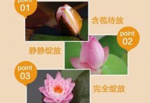 秘诀揭秘！如何让一叶莲快速生根（掌握这个关键步骤，让你的莲花枝繁叶茂）
