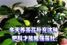 冬季如何养护茶花？（二十多度的冬天，如何照顾茶花？）