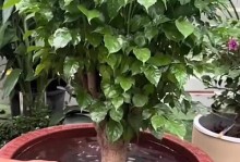 幸福树的水分需求与管理（如何判断幸福树是否缺水？）