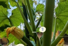 葫芦开花结果的季节（探秘葫芦的花期、结果期及注意事项）