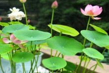 水生观赏植物大全（探索池塘、水族箱中的奇妙世界）