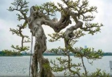 福建茶盆景的养护方法（如何用适宜的土栽培茶盆景？）