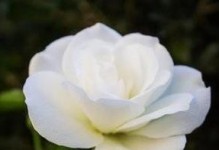 花开花落，情长意深——探寻11朵花的含义（花语传情，让你的爱意更深刻）