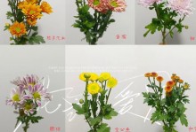 小雏菊的种植方法及注意事项（详细介绍小雏菊的种植、浇水、施肥等关键步骤以及常见问题解答）