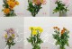 小雏菊的种植方法及注意事项（详细介绍小雏菊的种植、浇水、施肥等关键步骤以及常见问题解答）