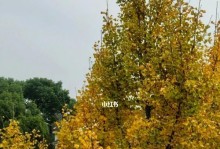 在窗前种树，让生活更美好（推荐适合在窗前种植的树种，打造自然宜居的家居环境）