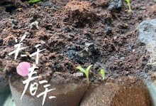如何加速咖啡果的发芽？（咖啡果发芽的必备条件和技巧）