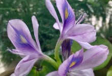 浮萍开花之神奇景象（浮萍开花的颜色与样子与您分享）