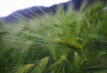 青稞的栽培与营养价值（了解青稞，掌握健康）