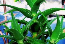 如何选用合适的土壤让芦荟茁壮成长？（芦荟栽种全攻略，让你的芦荟生长有道！）