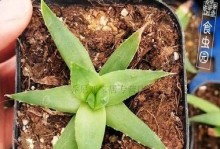芦荟女王的养殖技巧（让你的芦荟旋转生长）
