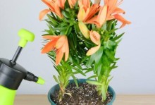 养百合花要注意，毒性不可忽视（百合花毒性大，室内养护需谨慎）