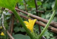 黄瓜开花结果时间及栽培技巧（几月种植黄瓜才能开花结果？如何培育高产的黄瓜？）