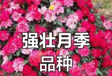如何快速养殖藤本月季（关键是施肥和剪枝）
