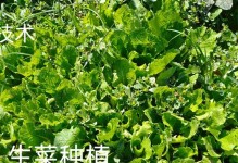 生菜种植季节与技巧（根据生菜种植季节选择合适的方法和时间，助你打造丰收的生菜园）