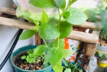打造旺盛的蓝莓树——蓝莓的养护与管理（提高产量、品质，让蓝莓更健康地成长）