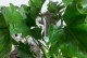 如何有效养护室内观叶植物（培养绿色生活的窗台花园）
