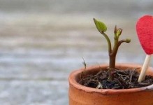 君子兰浇水全攻略（如何正确浇水让君子兰茁壮成长？）