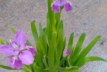 从种植到花开，鸢尾花的栽培全攻略（轻松掌握种植技巧，打造美丽的鸢尾花园）