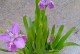 从种植到花开，鸢尾花的栽培全攻略（轻松掌握种植技巧，打造美丽的鸢尾花园）