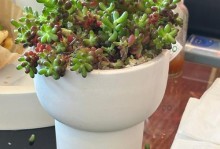 多肉植物（探索多肉植物世界，从陌生到痴迷的奇妙之旅）
