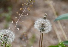 蒲公英开花时间详解（春天的蒲公英、夏季的蒲公英、秋天的蒲公英，蒲公英开花的过程）