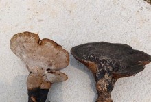灵芝的生长过程（探秘灵芝的生长、繁殖和成长）