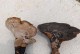 灵芝的生长过程（探秘灵芝的生长、繁殖和成长）