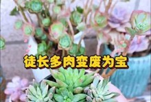 多肉植物生枝干的培养技巧（让你的多肉植物长出更多分支的方法与注意事项）