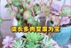多肉植物生枝干的培养技巧（让你的多肉植物长出更多分支的方法与注意事项）