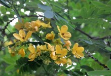 黄槐决明是两性花吗？（探究黄槐决明的花性别及繁殖方式）