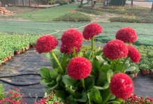 水培小雏菊的养殖技巧（轻松掌握水培小雏菊的种植要点）