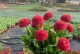 水培小雏菊的养殖技巧（轻松掌握水培小雏菊的种植要点）
