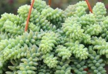 多肉玉坠的浇水方法（科学浇水，让多肉玉坠茁壮成长）