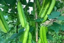四角豆种植全攻略（时间、方法、技巧全解析，让你轻松掌握）